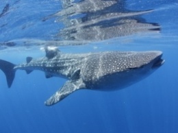 Жуткая "улыбка" китовой акулы победила в конкурсе лучшей подводной фотографии 2020 года