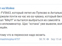 В России на час задержали вылет самолета в Анталью из-за мяукающего пассажира