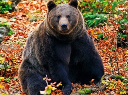 Пенсионерка из Якутии отпугнула медведя рычанием
