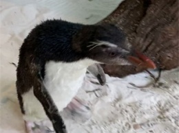 Пингвин заболел и остался один: ему каждый день показывают мультики про пингвиненка