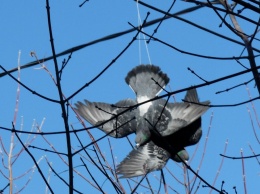 Жители Никополя спасают голубя, который повис на дереве