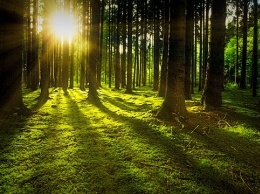 В крымских лесах насчитали 274 млн деревьев