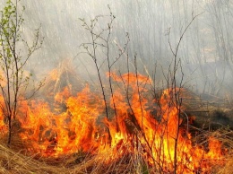 За сутки произошло 22 пожара в экосистемах Запорожской области