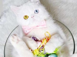 Пушистик с другой планеты: котенок с необыкновенными глазами загипнотизировал Инстаграм