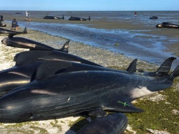 На побережье острова Тасмания массово выбросились киты