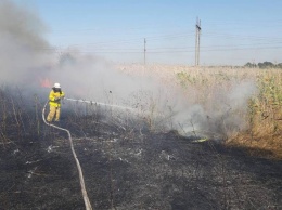 Неизвестные подожгли Матвеевский лес, в целом по Николаевской области за сутки потушили 20 пожаров на открытой территории (ФОТО)