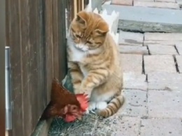Смешной ролик из Сети: кот проучил курицу за своеволие