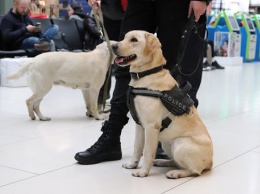 В аэропорту Хельсинки собаки начали вынюхивать больных коронавирусом