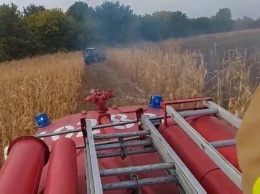 Возле Яготина сгорело поле кукурузы