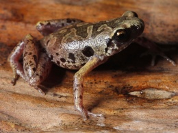 Российские ученые открыли новый вид "лягушек в камуфляже"