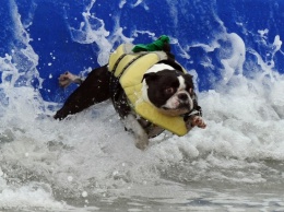 В США провели конкурс собак-серфингистов (ВИДЕО)