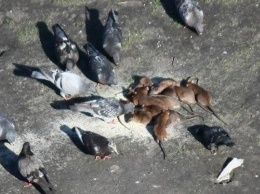 Антисанитария процветает: в Запорожье на тротуарах крысы соревнуются с голубями за еду (ФОТО)