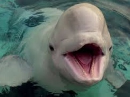 В Азовском море пограничники спасли маленького дельфина (видео)