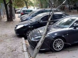 В Запорожье во дворах падали деревья: повреждены три авто (фото, видео)