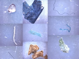 В Онежском озере нашли вдвое больше микропластика, чем в Балтийском море