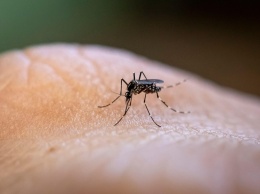 Вирусы, переносимые комарами, могут спровоцировать инсульт