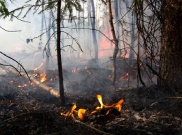 Под Воронежем горят леса: площадь пожара достигла почти 100 га