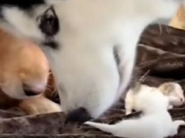 Собака поладила с крошечными котятами: ролик набрал миллионы просмотров