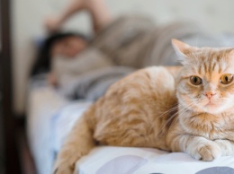 Вот что вам нужно знать, если спите с кошкой в кровати