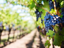 Двое жителей Феодосии украли у винно-коньячного завода три центнера винограда