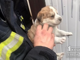 Криворожские пожарные спасли щенков, которые застряли под киоском