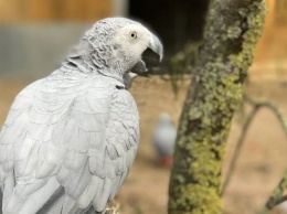 В британском зоопарке пришлось рассадить по разным вольерам попугаев, которые хором «крыли матом и загаром» посетителей