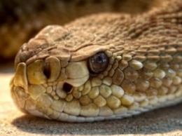 Ученые показали змею-потрошителя, которая питается еще живыми органами - и эти фото не для слабонервных