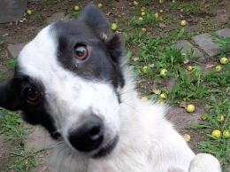 В Никополе пропала собака: помогите найти