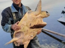На украинском курорте поймали гигантскую черепаху: фото