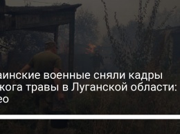 Украинские военные сняли кадры поджога травы в Луганской области: видео