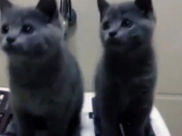 В Сети показали «танец котят»: зрители видео были очарованы маленькими пушистиками