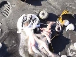 На Камчатке из-за разлива нефти погибли животные