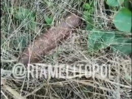 В Мелитополь неизвестный выбросил в кусты минометную мину (видео)