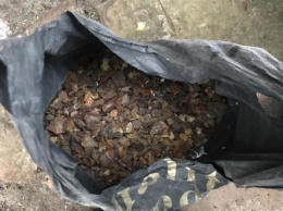 На Ривненщине в ходе обысков изъято свыше 100 килограммов янтаря