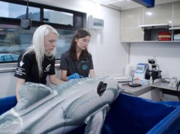 В Крыму начал работать первый в России реанимобиль для дельфинов