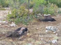 В крымском лесу произошла таинственная массовая гибель диких кабанов (ФОТО)