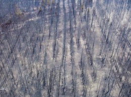Написано в Facebook: пожары на Луганщине, северодонецкая пустыня и фото на которое невозможно смотреть без слез
