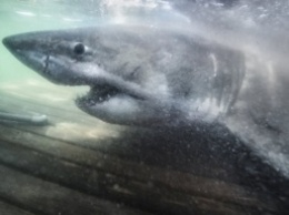 В Канаде нашли огромную белую акулу - за такие размеры ее прозвали Королевой океана