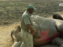 Власти Зимбабве назвали наиболее вероятную причину недавней гибели 34 слонов