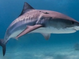 Беспечный серфер чудом спасся от акулы - хищник передумал нападать в последний момент (видео)