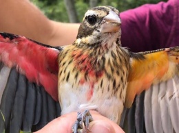 В США обнаружили птицу, у которой левая половина - самка, а правая - самец