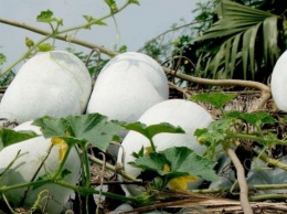 Николаевский фермер выращивает восковую тыкву - она может храниться 3 года (ФОТО)