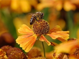 Народные приметы на 10 октября - Савватий-пчеловод