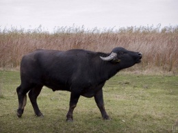 У водяных буйволов из Одесской области родился очередной теленок