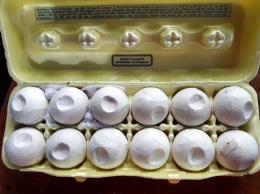 Черепашьи яйца снабдили GPS для борьбы с браконьерами