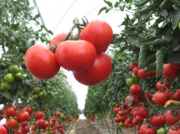 В Украине дорожают помидоры: эксперты объяснили почему