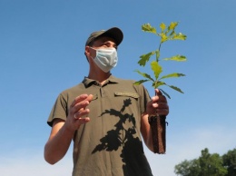 В Украине за сутки посадят 1 миллион деревьев
