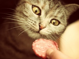 Суд дал реальный срок вологодской пенсионерке, убившей кота из-за колбасы
