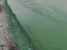 В Николаеве позеленела вода Бугского лимана