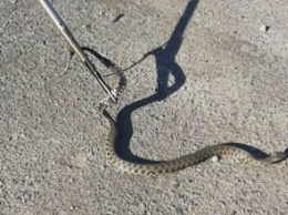 В Днепре на остановке общественного траснпорта горожан испугала метровая змея (ФОТО)